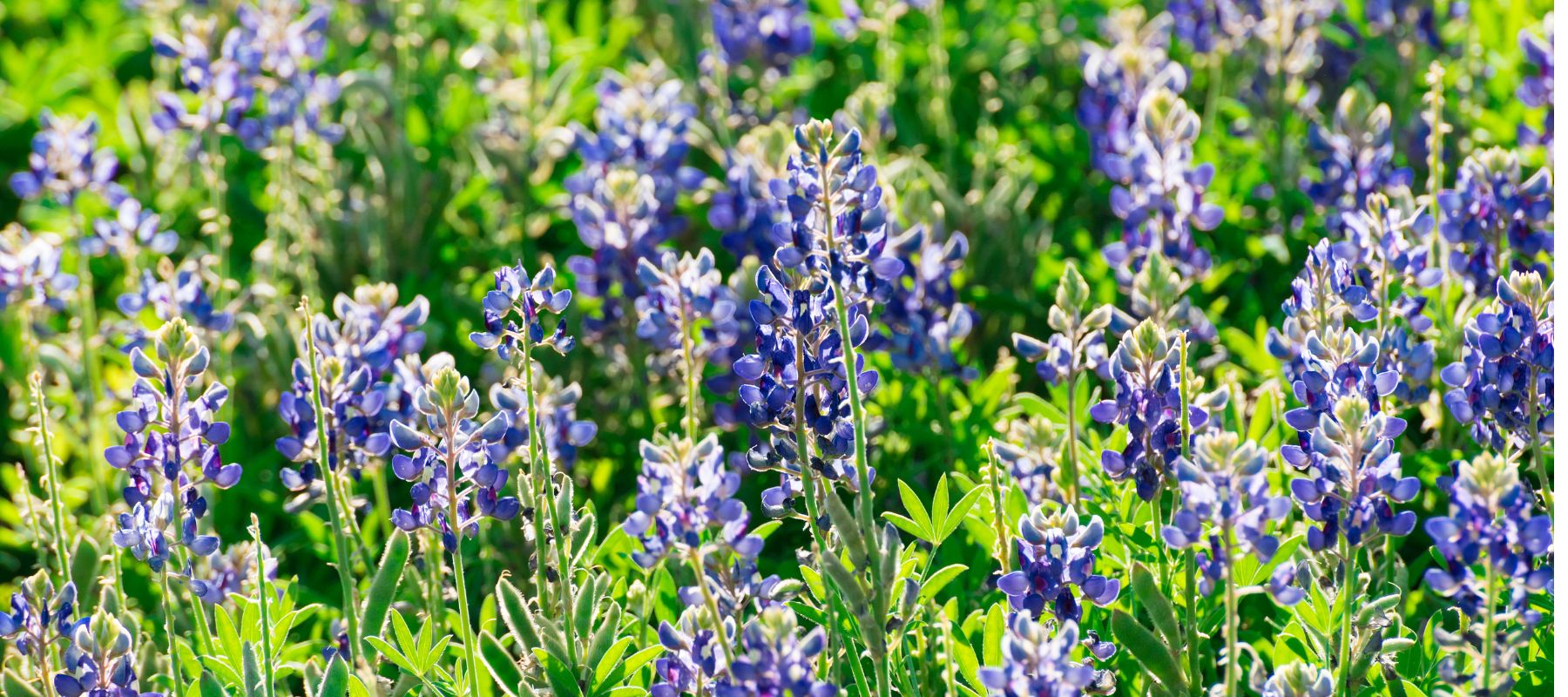 closeup of a field of purple flowers